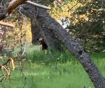 Day 38-45: Bears, wind and magic (again!)