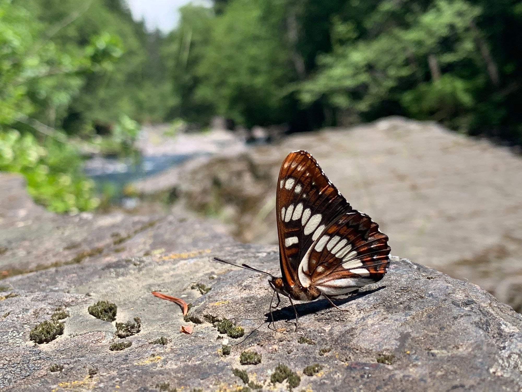 Day 67 to 72: Rivers, eagles and mosquitoes.