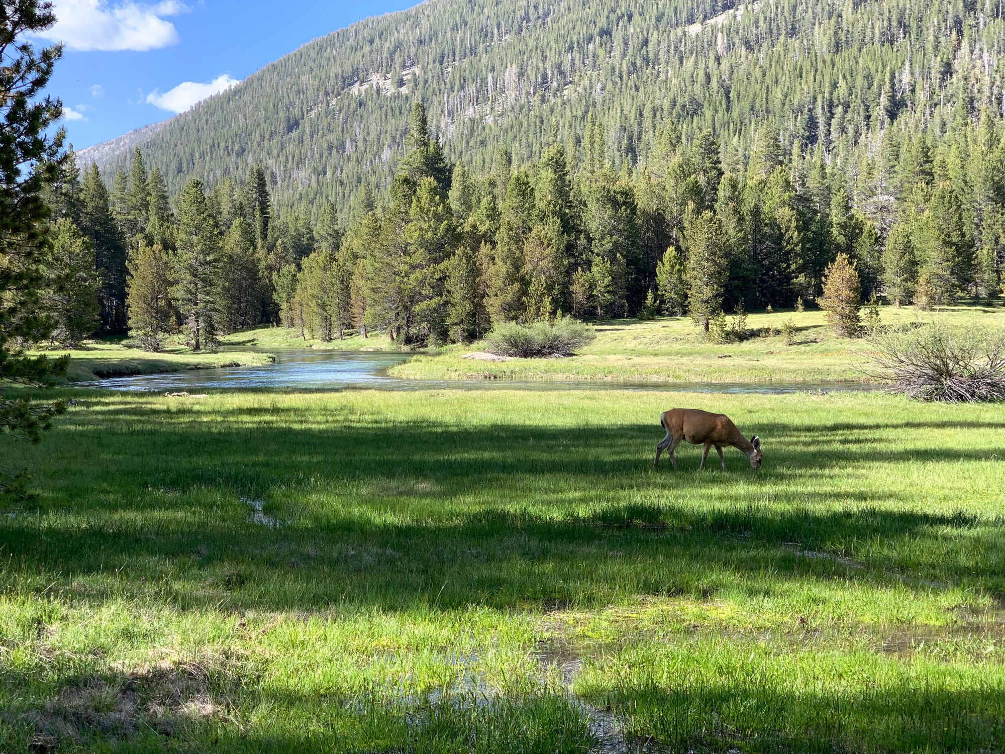 Day 89 to 97: High Sierras, rivers and meadows.