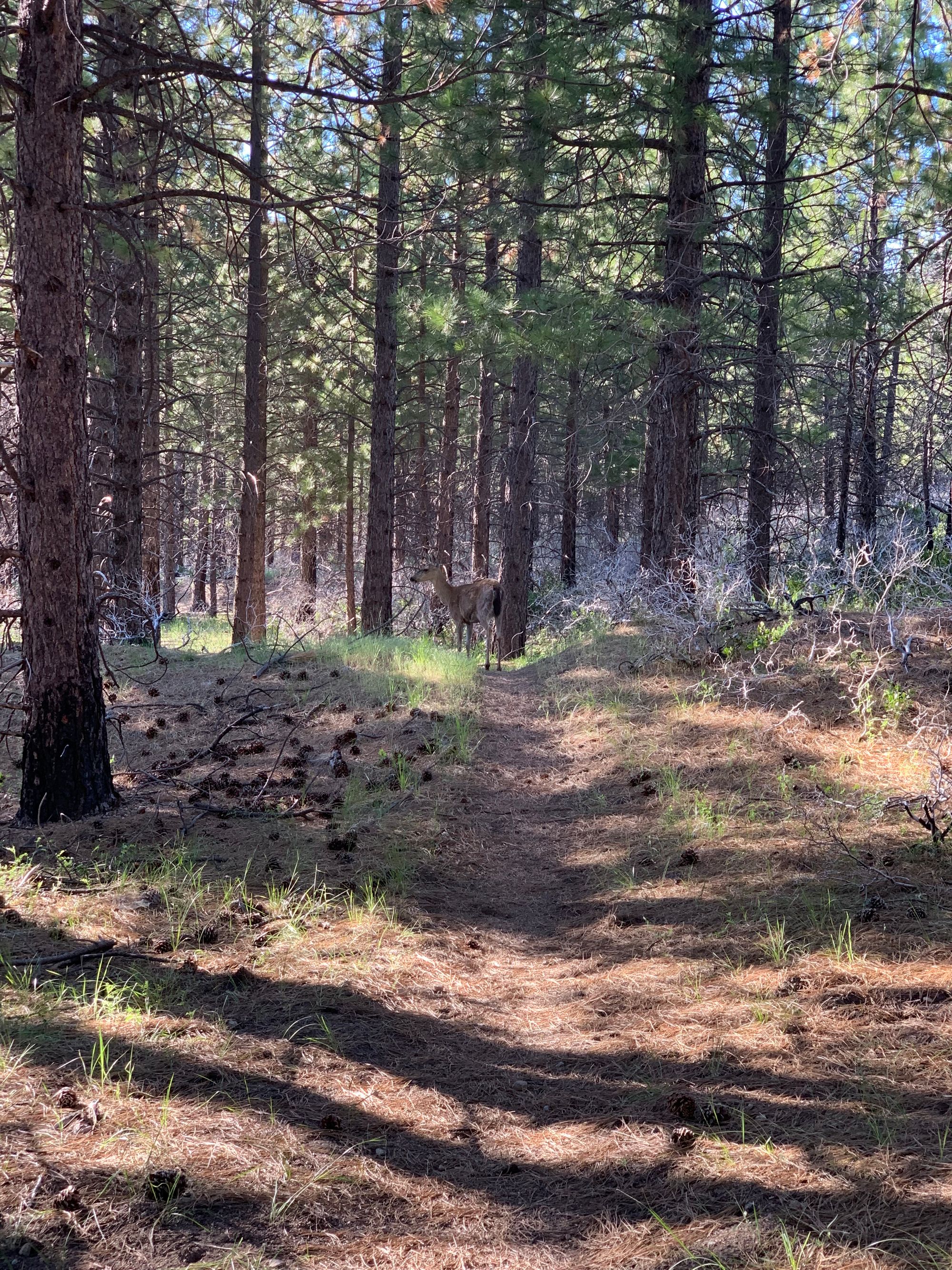 Day 73 to 77: Deers, heat and goodbyes.